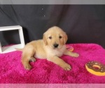 Puppy 2 Golden Retriever