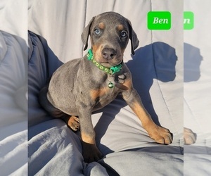 Doberman Pinscher Puppy for sale in POMEROY, OH, USA