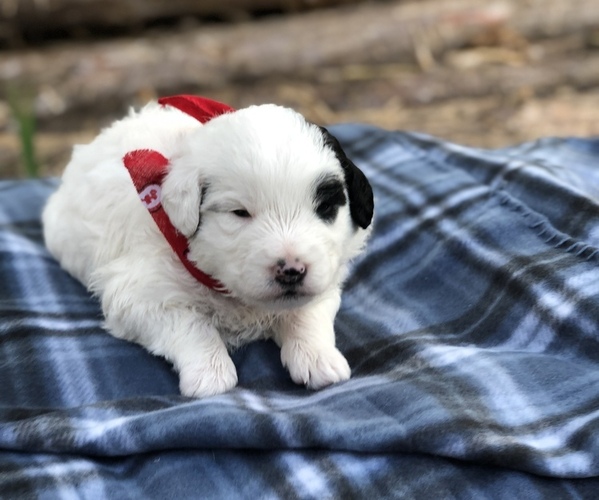 Full screen Photo #3 Poodle (Toy)-Texas Heeler Mix Puppy For Sale in MARQUAND, MO, USA