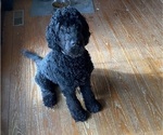 Small Photo #1 Goldendoodle Puppy For Sale in HARRISON, AR, USA