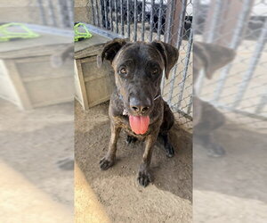 SUNNIE D - Male Mutt Dog for Adoption - Photo #2