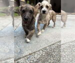 Small #4 Dachshund Mix