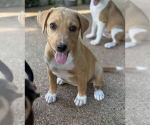 Labrador Retriever-Unknown Mix Dogs for adoption in Rockaway, NJ, USA