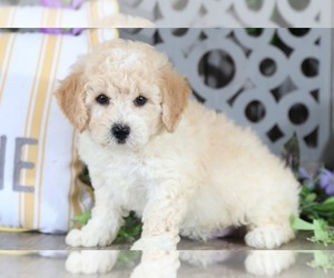 Poochon Puppy for sale in MOUNT VERNON, OH, USA