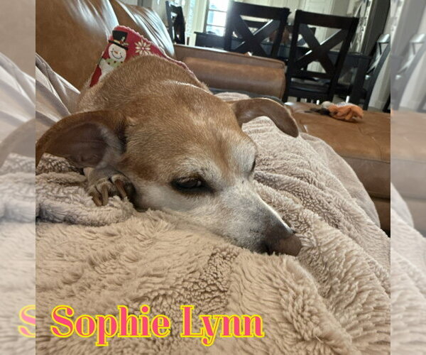 Medium Photo #48 Chiweenie Puppy For Sale in San Antonio, TX, USA