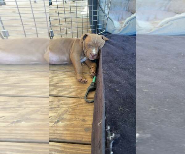 Medium Photo #3 Mutt Puppy For Sale in SHERBURNE, NY, USA