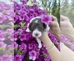 Small #9 Poodle (Standard)