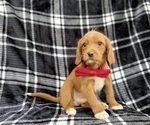 Small #4 Beagle-Labradoodle Mix