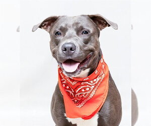 Mutt Dogs for adoption in Sanford, FL, USA