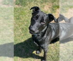 Small #5 American Pit Bull Terrier-Labrador Retriever Mix