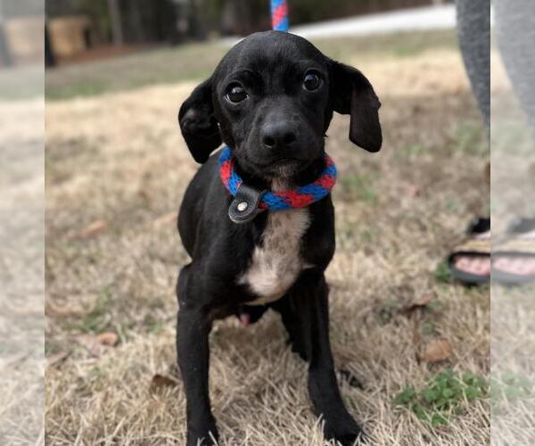 Medium Photo #1 Chihuahua-Unknown Mix Puppy For Sale in Yardley, PA, USA