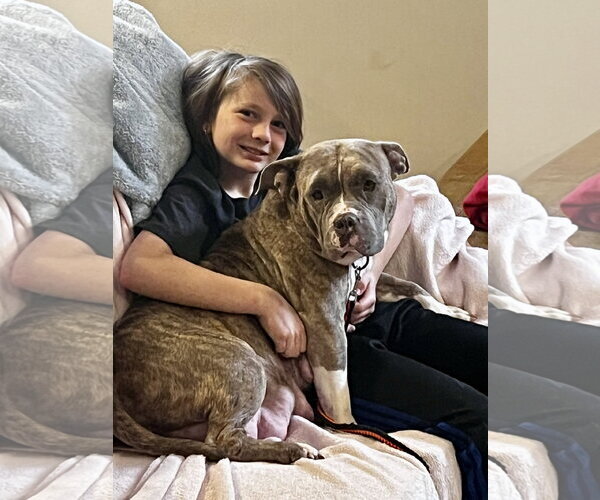 Medium Photo #4 Bulldog-Unknown Mix Puppy For Sale in Brooklyn Center, MN, USA