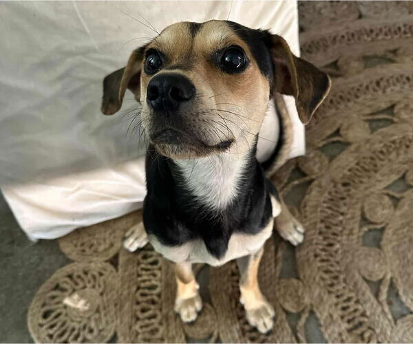 Medium Photo #3 Beagle-Chihuahua Mix Puppy For Sale in Princeton, MN, USA