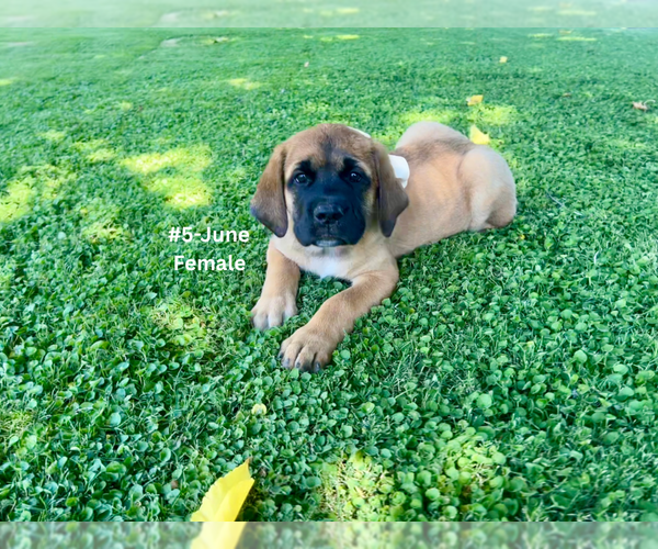 Medium Photo #18 American Mastiff-Saint Bernard Mix Puppy For Sale in HATCH, NM, USA