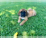 Small #17 American Mastiff-Saint Bernard Mix