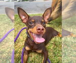 Small #1 Chiweenie