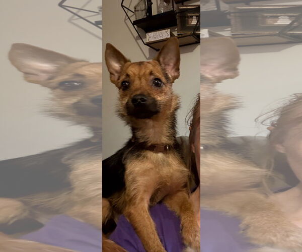 Medium Photo #1 Mutt Puppy For Sale in Mount Pleasant, SC, USA