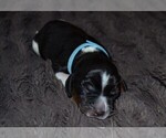 Small Photo #43 English Springer Spaniel Puppy For Sale in LITCHFIELD, MN, USA