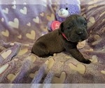 Small Photo #3 Cane Corso Puppy For Sale in JACKSON, GA, USA