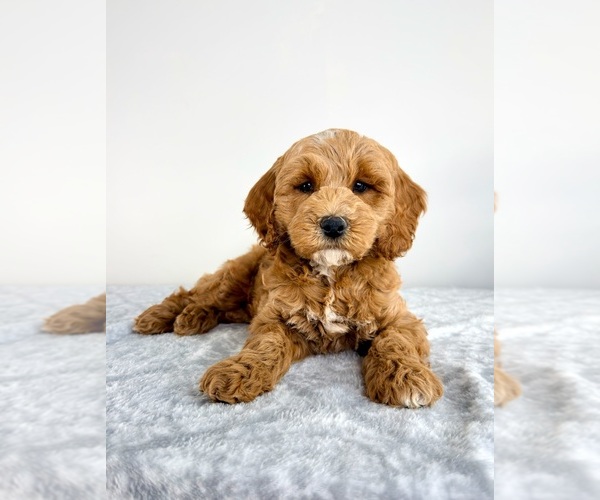 Medium Photo #4 Goldendoodle (Miniature) Puppy For Sale in GREENFIELD, IN, USA