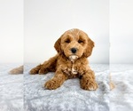 Small #3 Goldendoodle (Miniature)