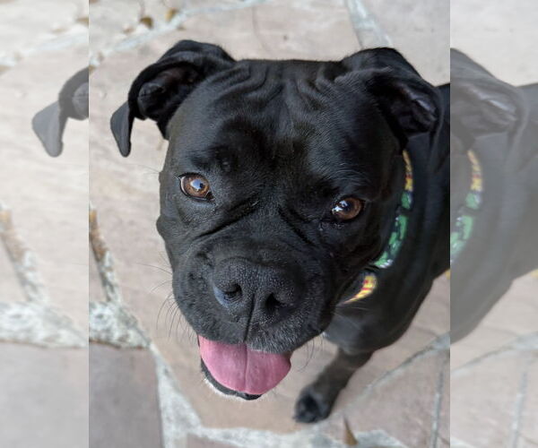 Medium Photo #1 Boxer Puppy For Sale in  Katy, TX, USA