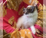 Small #4 Pomeranian