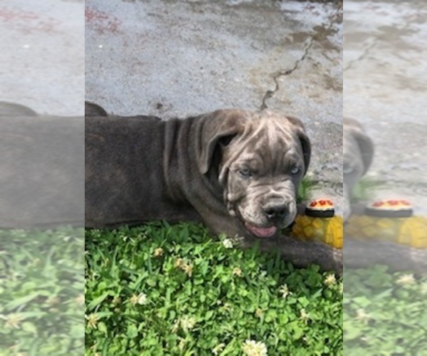 Medium Photo #4 Cane Corso Puppy For Sale in HARVEY, LA, USA