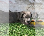 Small Photo #4 Cane Corso Puppy For Sale in HARVEY, LA, USA