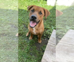Mutt Dogs for adoption in Springdale, PA, USA