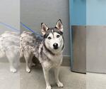 Small Siberian Husky Mix