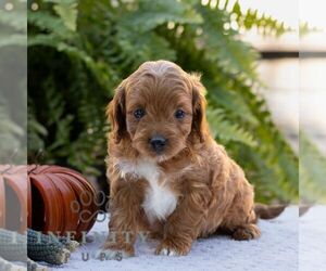 Cavapoo Puppy for sale in LITITZ, PA, USA