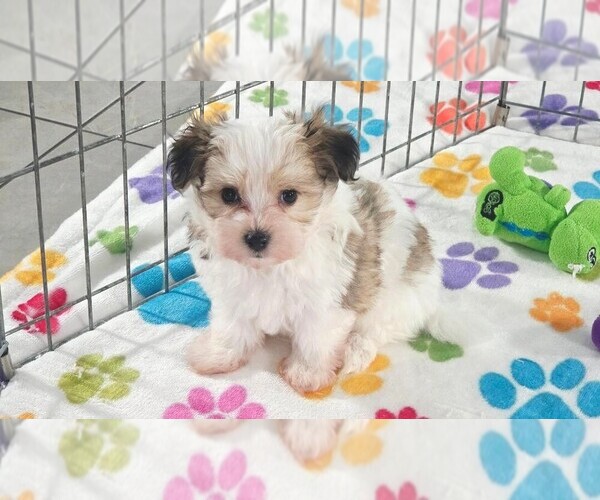 Medium Photo #3 Papitese Puppy For Sale in ORO VALLEY, AZ, USA