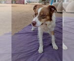 Small #6 Border-Aussie