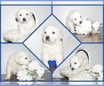 Small #3 English Cream Golden Retriever-Labrador Retriever Mix