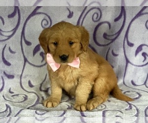 Golden Retriever Puppy for sale in LANCASTER, PA, USA
