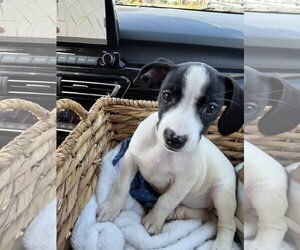 Drake - Male Mutt Dog for Adoption - Photo #4