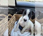 Small Photo #4 Mutt Puppy For Sale in Plainfield, IL, USA