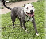 Small #5 American Pit Bull Terrier Mix