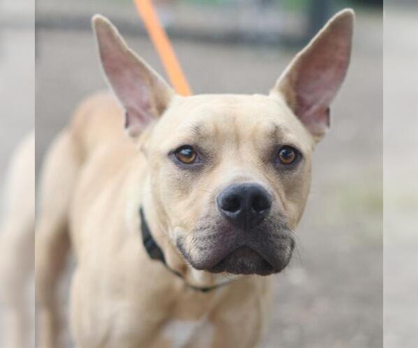 Medium Photo #1 American Staffordshire Terrier-Unknown Mix Puppy For Sale in San Antonio, TX, USA