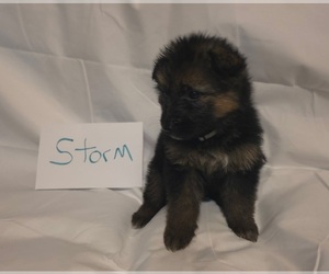 German Shepherd Dog Puppy for sale in ARLINGTON, TX, USA