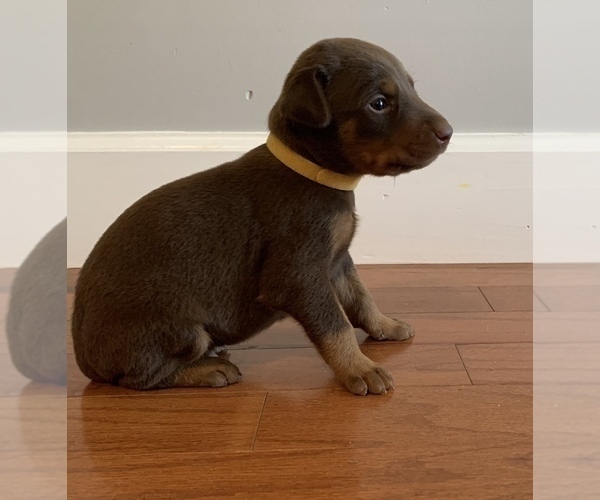 Medium Photo #3 Doberman Pinscher Puppy For Sale in CHATSWORTH, GA, USA