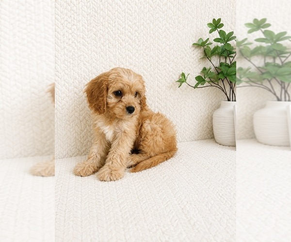 Medium Photo #4 Cavapoo (Miniature) Puppy For Sale in INDIANAPOLIS, IN, USA
