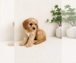 Small #3 Cavapoo (Miniature)