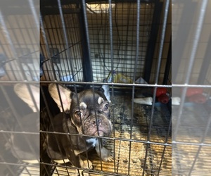 French Bulldog Puppy for sale in DETROIT, MI, USA