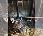 Small French Bulldog