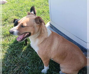 Lucille Ball/ Martha - Female Jack Russell Terrier-Unknown Mix Dog for Adoption - Photo #3