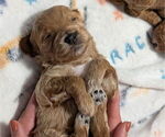 Puppy Ahsoka Goldendoodle (Miniature)
