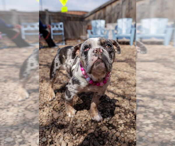 Medium Photo #2 Bulldog Puppy For Sale in St. Louis Park, MN, USA