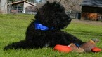 Small Photo #3 Labradoodle Puppy For Sale in CLE ELUM, WA, USA